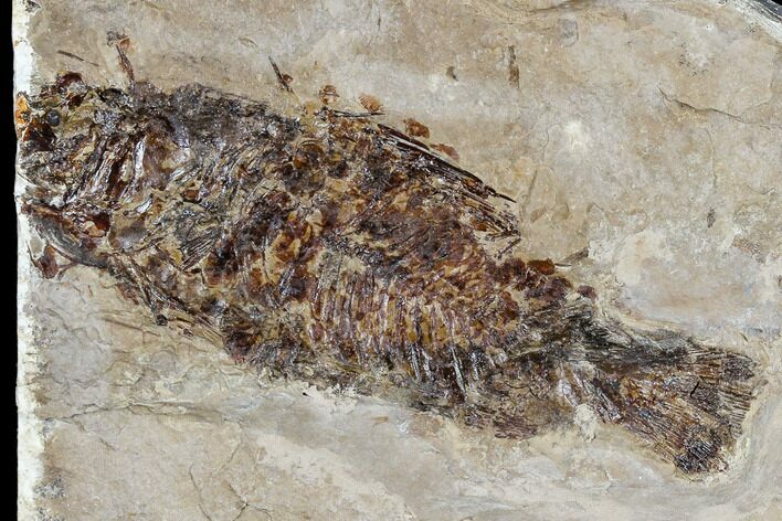 Miocene Fossil Fish From Nebraska - New Find #113170